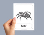 A hand holding a white educational card featuring a black and white scientific illustration of a spider and the word 'Spider' below it, set against a solid gray background.