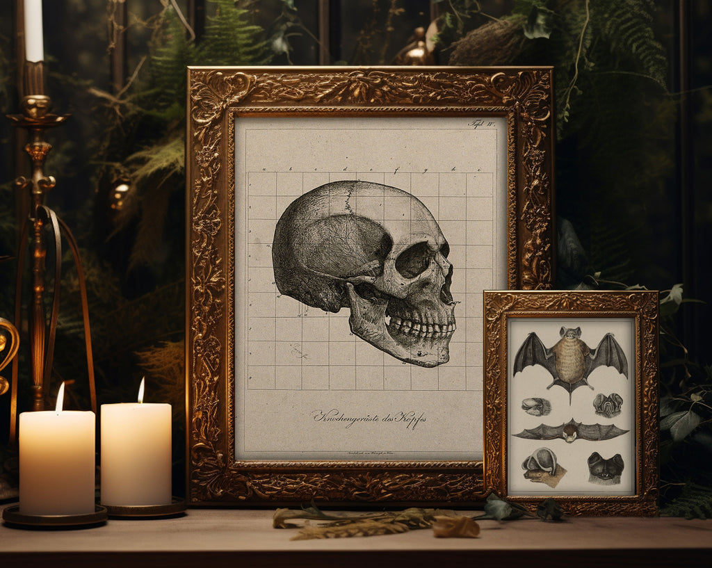 A gothic-style framed art print featuring a vintage anatomical illustration of a human skull, displayed alongside a smaller framed bat specimen illustration on a wooden surface with lit candles and dark foliage in the background.