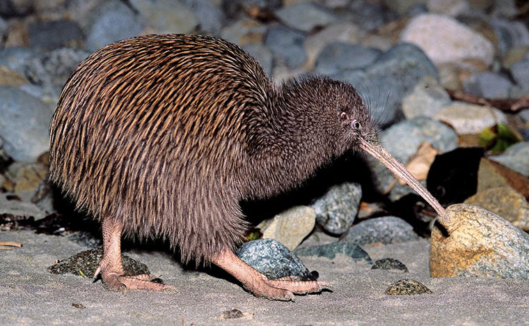 a photo of the New Zealand brown kiwi